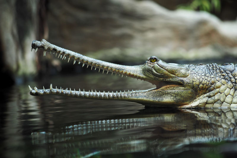 Close-up of gavial