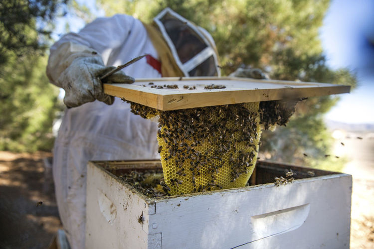 Beekeeper examining beehive in farm