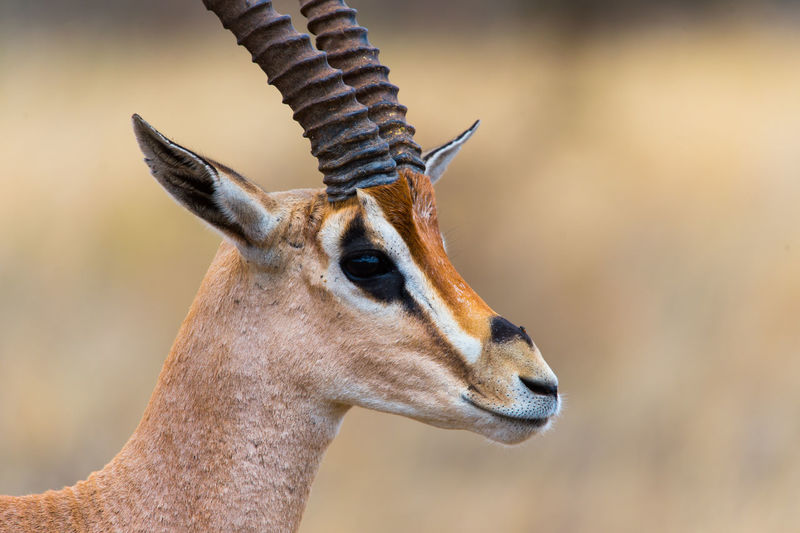 Headshot of impala