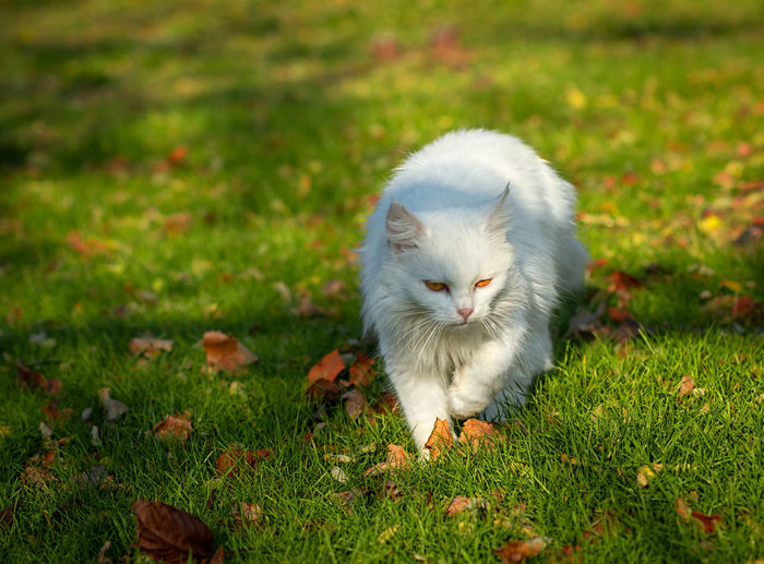 White cat looking away on field