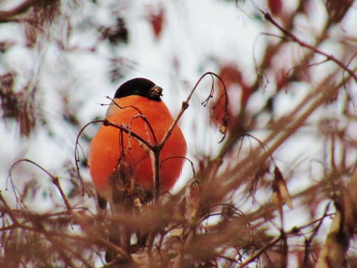 Low angle view of bird perching on tree against sky