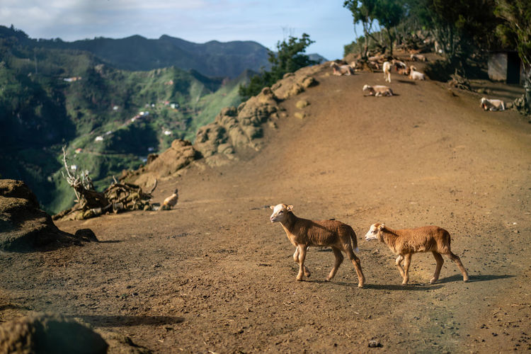 Calves walking on mountain