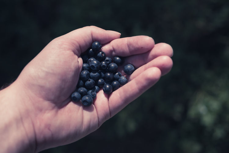 Cropped hand holding blueberries