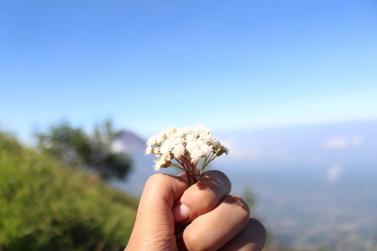Close-up of hand holding small white flower