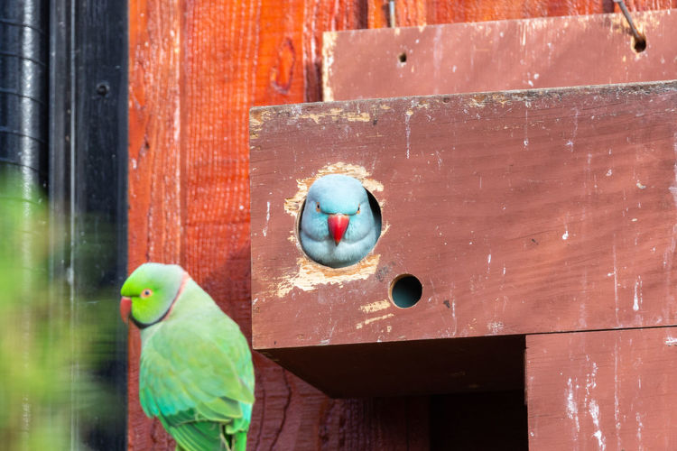 Close-up of a bird on wooden door