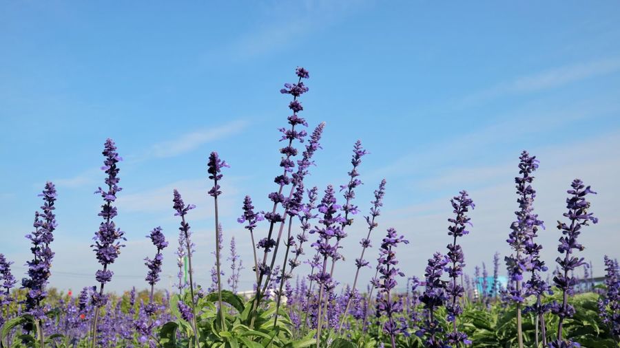 Close-up of purple flowering plants on field against sky