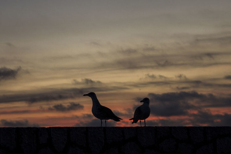 Birds perching on ground against sky during sunset