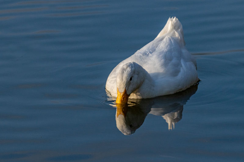 White pekin ducks swimming on still calm lake at sunset twilight