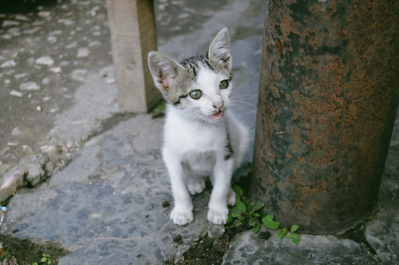pet