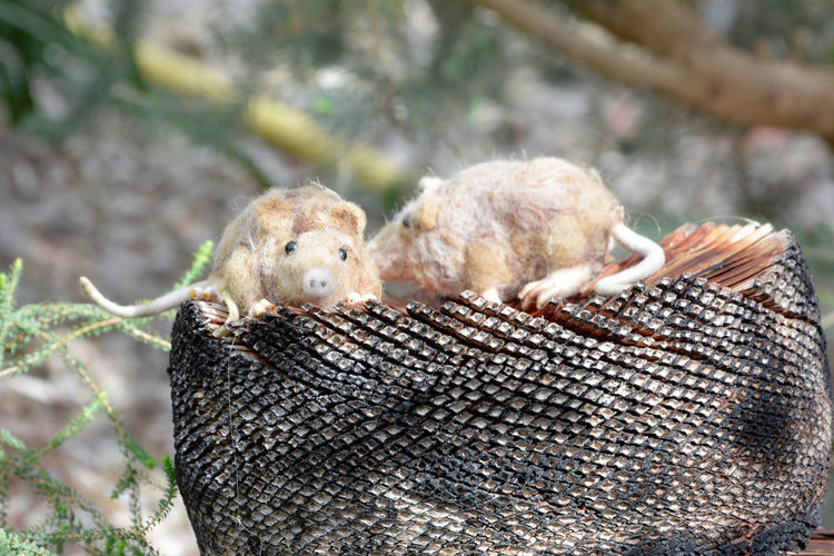 National botanical gardens wales stuffed mice