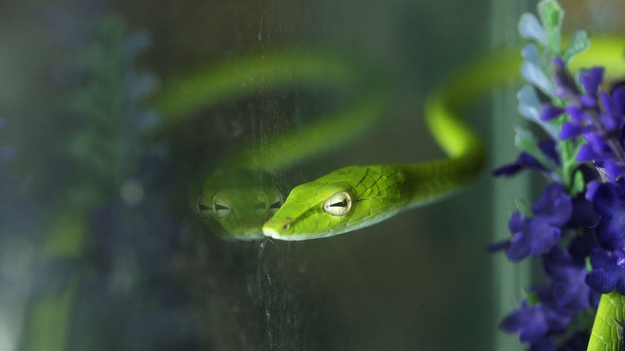 Close-up of green snake in tank