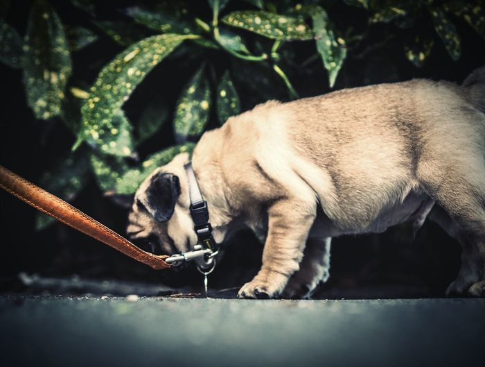 Side view of pug against plants
