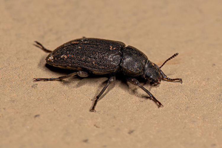 Close-up of insect