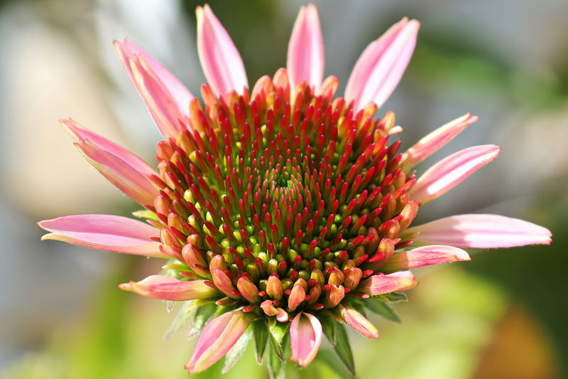 Macro of coneflowers in full bloom during later summer.