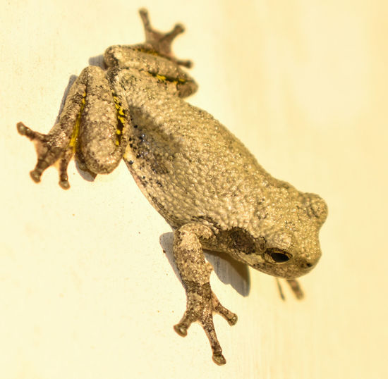 Frog blending in with surroundings