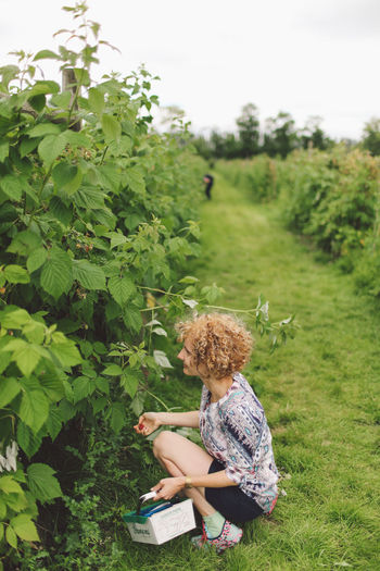 Tranquil rural scene with woman harvesting raspberries