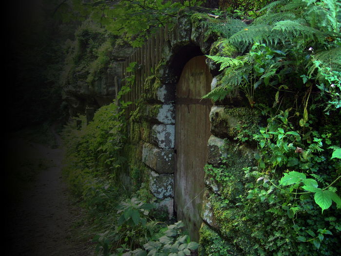 Stream by trees
