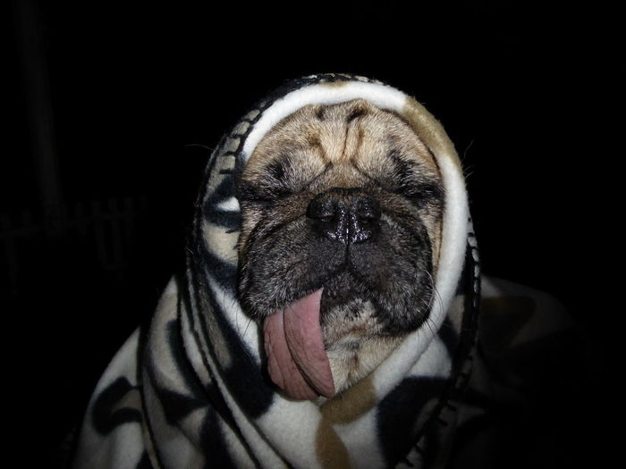 Close-up portrait of pug wrapped in blanket