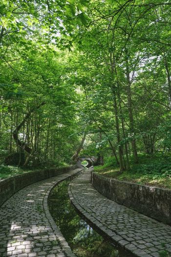 Footpath amidst trees in forest