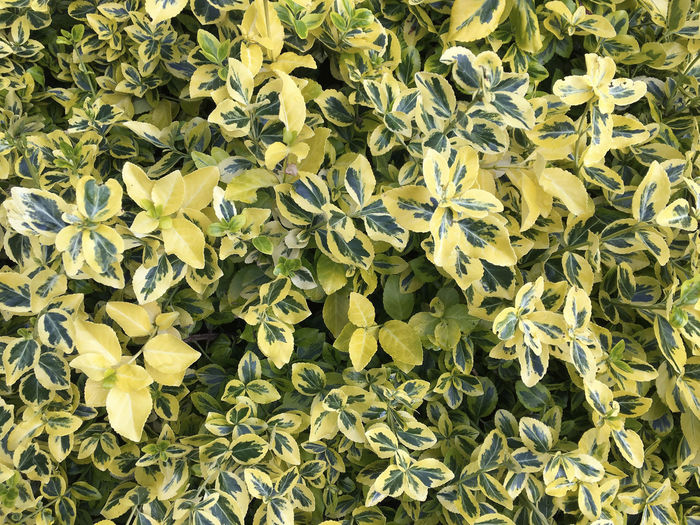 Full frame shot of yellow flowering plant leaves