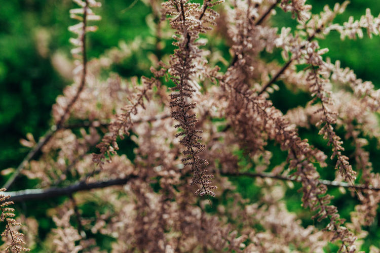 Close-up of flower tree in forest