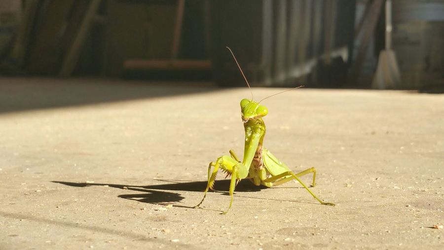 Praying mantis on footpath during sunny day