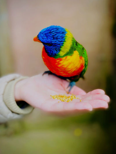 Trusting rainbow parrot