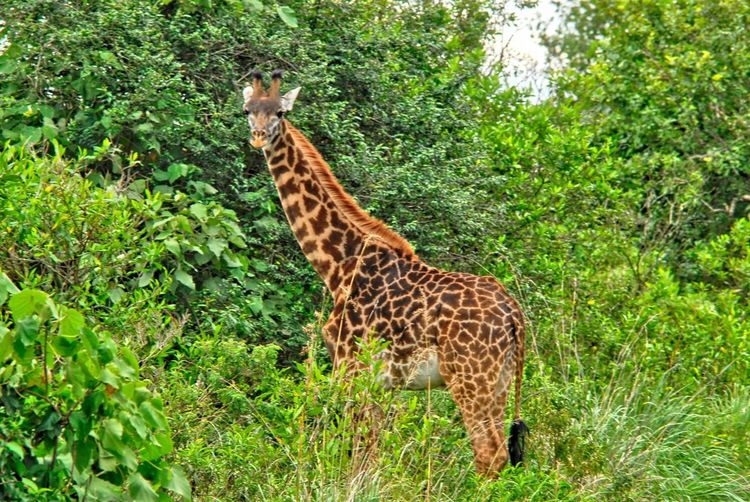 Giraffe in a forest