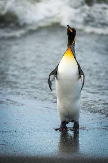 Close-up of emperor penguin at sea shore