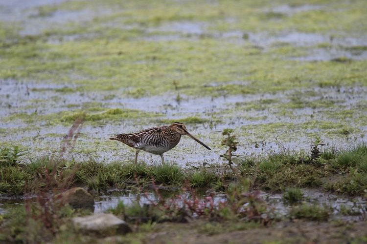 Snipe hunting a insect