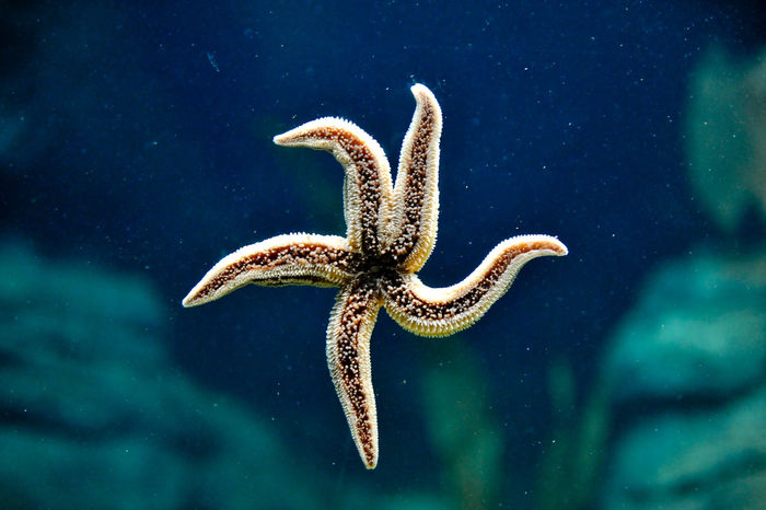 Starfish lying on seabed