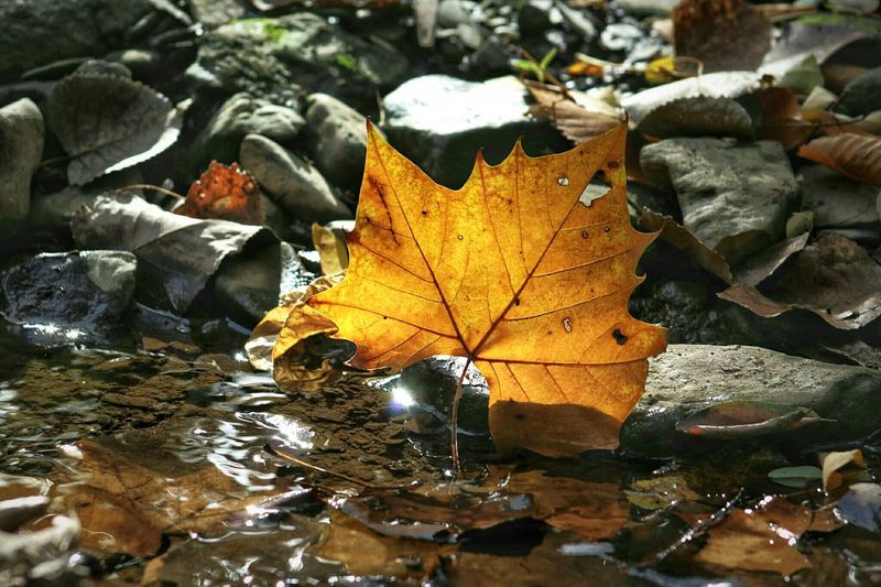 Close-up of maple leaves fallen on water