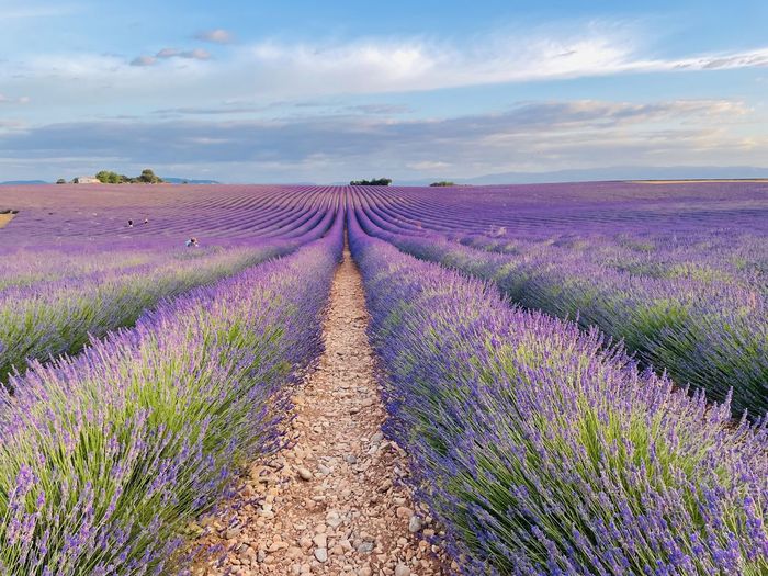 Beautiful purple lavender field in gordes, la provence, france 