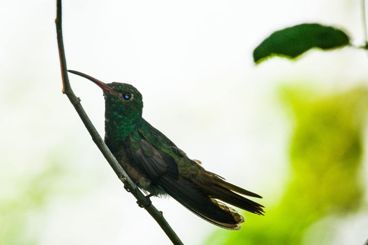 Close-up of broad-billed hummingbird perching on branch