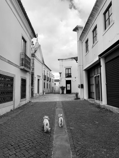 Dog on street amidst buildings in city