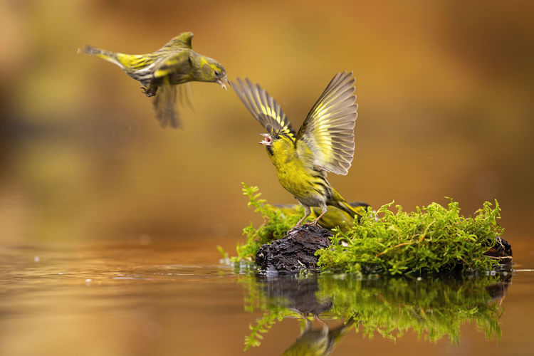 View of bird flying against blurred background