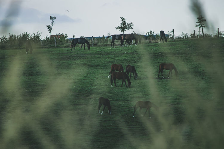 View of horses in the field