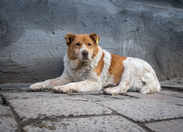 Portrait of dog lying on sidewalk