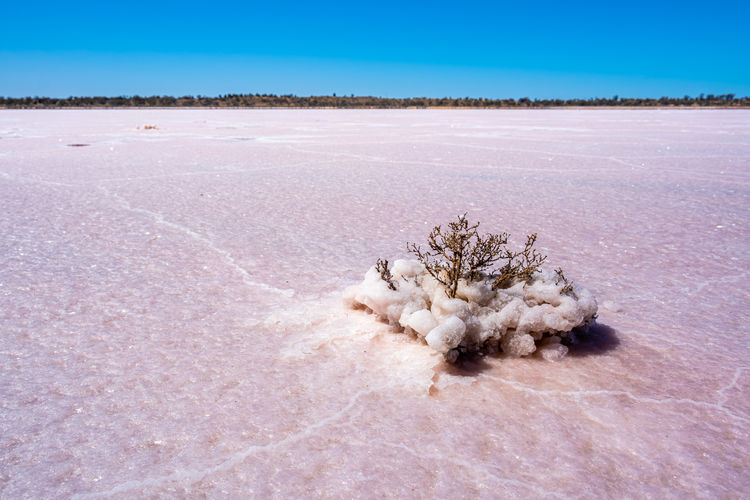 Dry branch covered in pink salt of lake crosbie in australia
