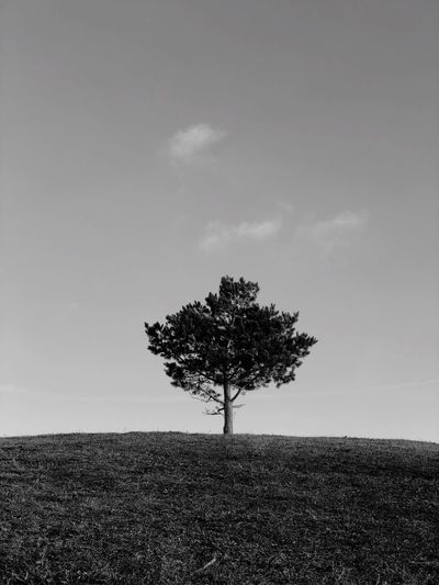 View of lone tree on landscape against sky