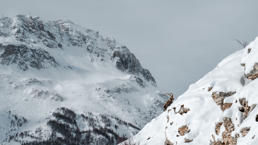 View of alpine ibex on snow covered mountains against sky