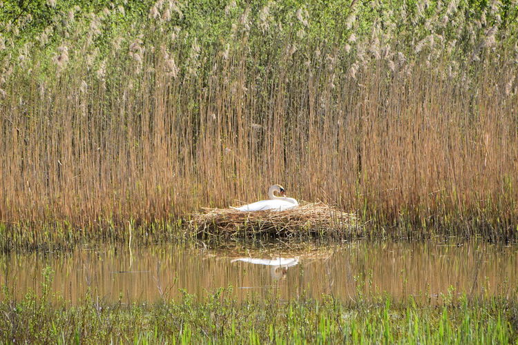 Bird in a lake