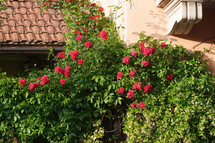 plant