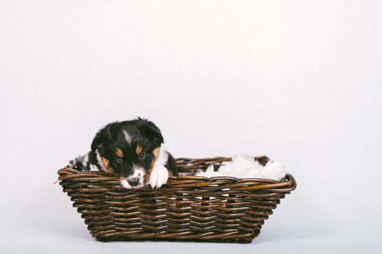 High angle view of puppy in basket against white background