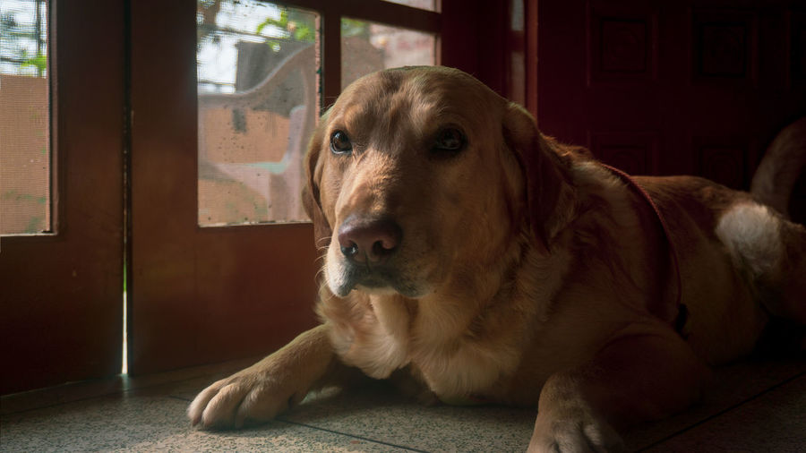 Close-up portrait of dog lying on floor at home