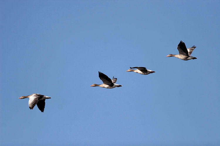 The greylag goose flying against the blue sky