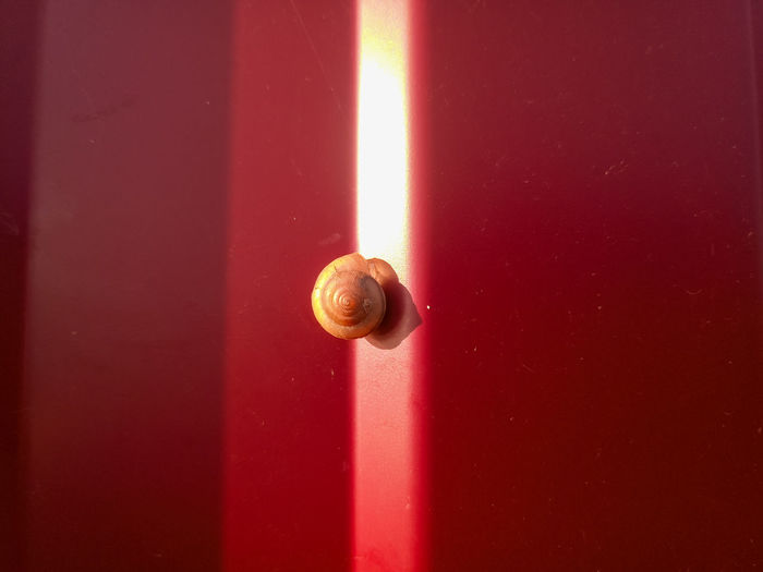 Close-up of snail on red door