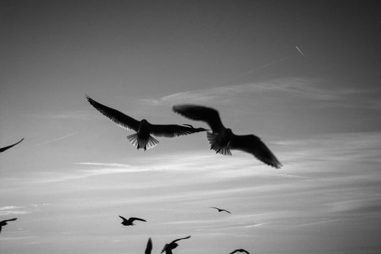 Seaguls in shadow