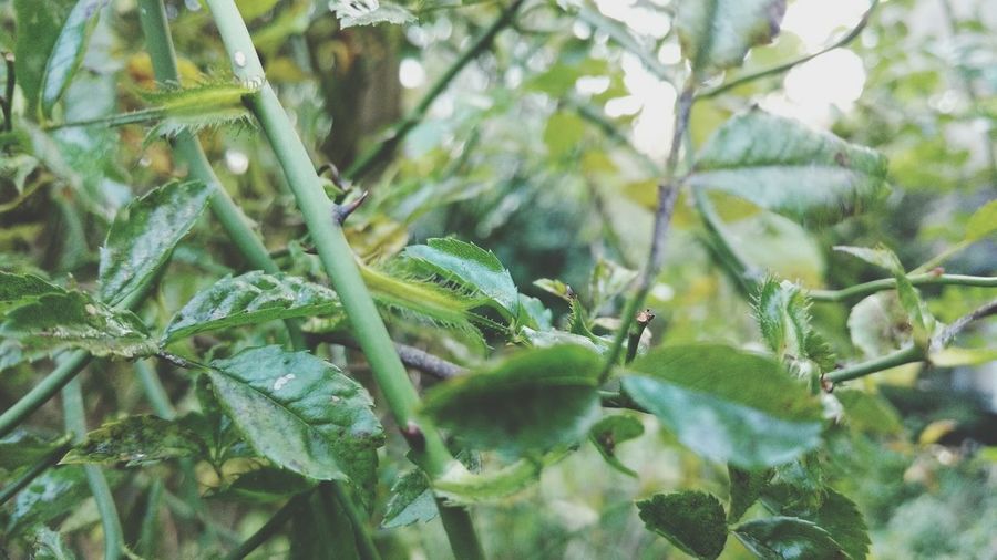 Close-up of green leaves