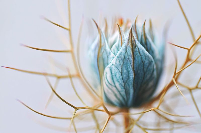 Close-up of nigella damascena